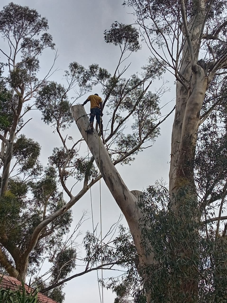Tree felling