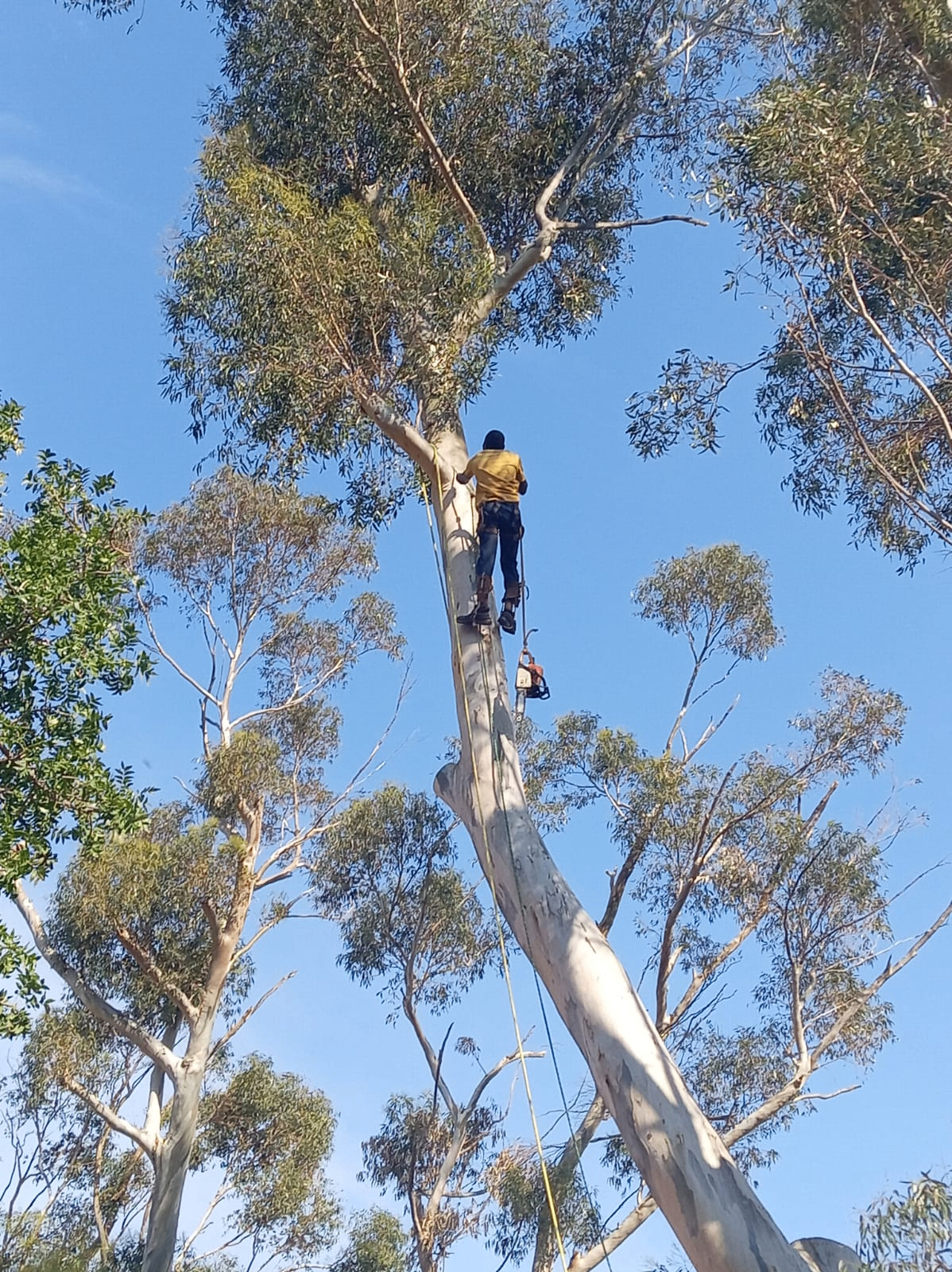 Tree felling