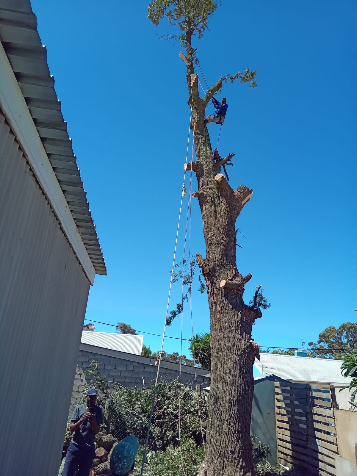 Tree work